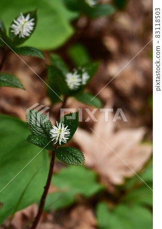 Hitori Shizuka in dead leaves 83118503