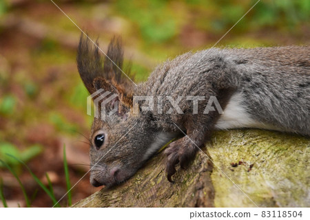 Up of Ezoris rubbing the body against the tree 83118504