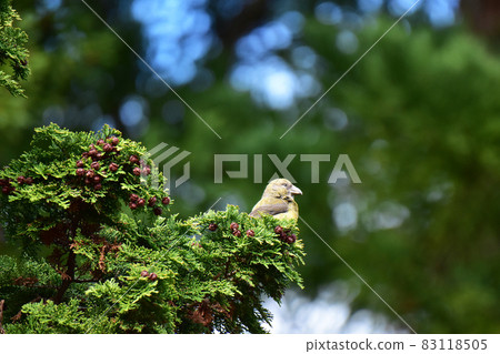 Iska perching on a Hiba tree 83118505