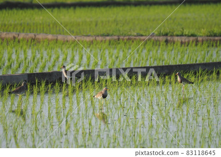 Rice fields and buttoned rice after rice planting 83118645