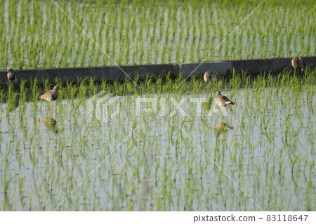 Rice field and rice field after rice planting 83118647