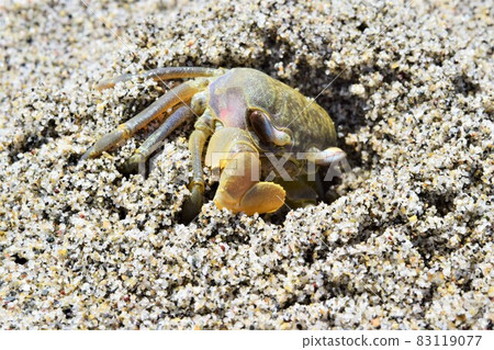 Stag crab diving in the sand Stag crab diving in the sand 83119077