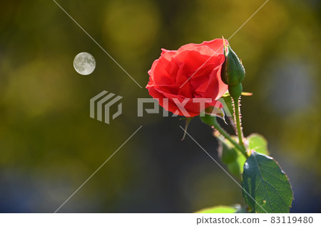 紅玫瑰和滿月 紅玫瑰和滿月 83119480