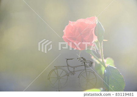 自行車和紅玫瑰 83119481