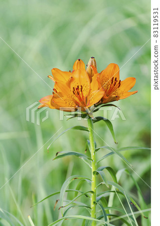 Ezosukasyuri 83119531