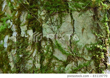 A type of harvestmen A type of harvestmen 83119770