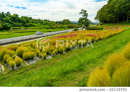 奈良縣明日香村，天明山腳下種植的Kokia 83119793