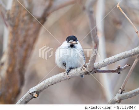 Cute bird the willow tit, song bird sitting on a branch without leaves in the winter. 83119847