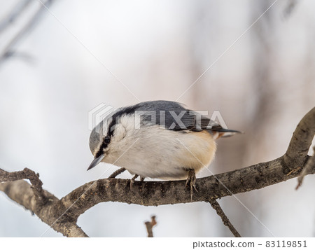 Eurasian nuthatch or wood nuthatch, lat. Sitta europaea, sitting on a tree branch with a blurred background. Eurasian nuthatch or wood nuthatch, lat. Sitta europaea, sitting on a tree branch with a blurred background. 83119851