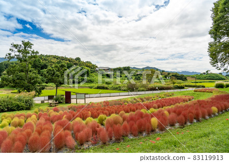 Asuka Village, Nara Prefecture, Kokia planted at the foot of Amakashi Hill 83119913