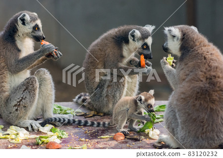 The ring-tailed lemurs Lemur catta in Beijing Zoo The ring-tailed lemurs Lemur catta in Beijing Zoo 83120232