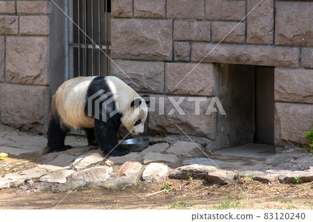 Cute Giant panda at Beijing Zoo Cute Giant panda at Beijing Zoo 83120240