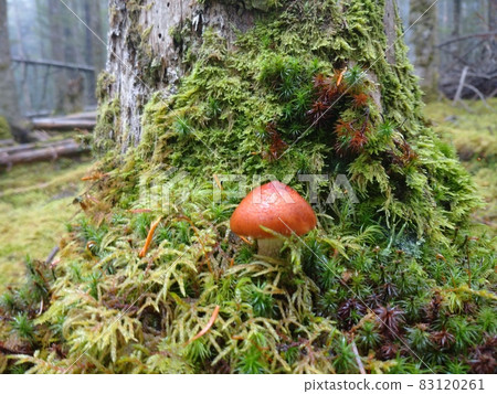富士山苔蘚樹上的苔蘚樹樁和藏紅花乳菇 富士山苔蘚樹上的苔蘚樹樁和藏紅花乳菇 83120261