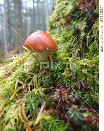 富士山苔蘚樹上的苔蘚樹樁和藏紅花乳菇 富士山苔蘚樹上的苔蘚樹樁和藏紅花乳菇 83120264
