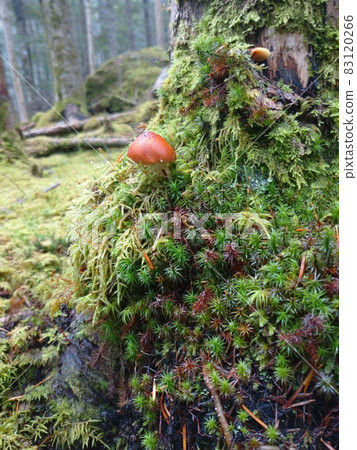 Mossy stump and Saffron Milkcap on Mossy Tree on Mount Fuji Mossy stump and Saffron Milkcap on Mossy Tree on Mount Fuji 83120266