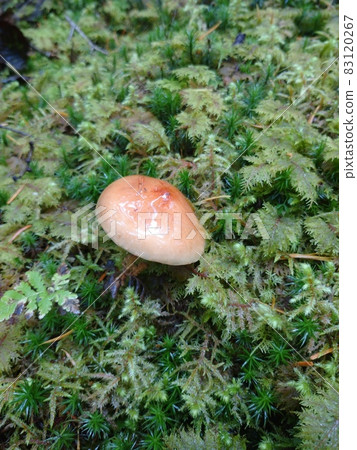 Saffron Milkcap Mushrooms after Rain 83120267