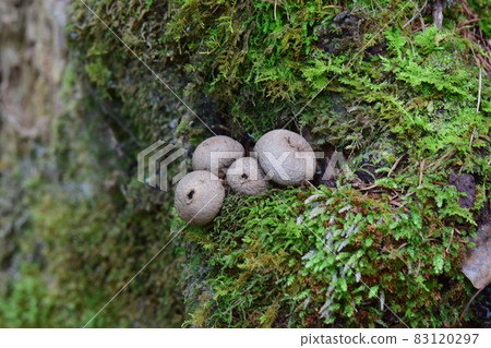 4種狐狸茶樹 4種狐狸茶樹 83120297