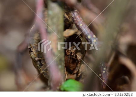 Fujikobuyahazukamikiri 枯葉 83120298