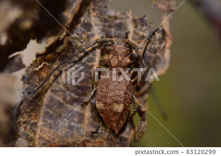 Fujikobuya Hazukamikiri up Fujikobuya Hazukamikiri up 83120299