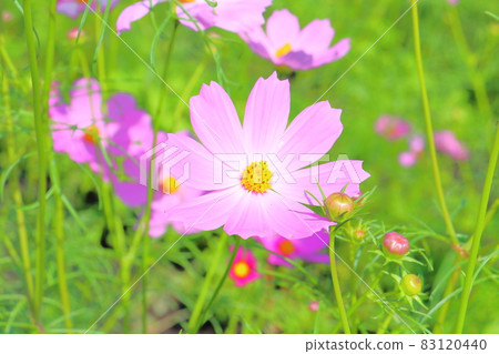  Cosmos field 83120440