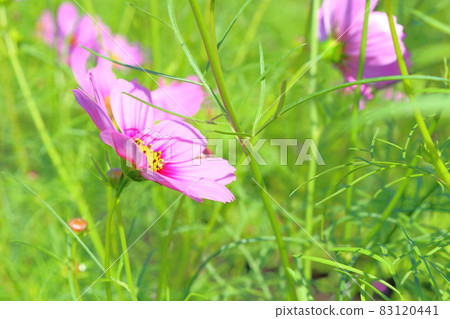  Cosmos field 83120441