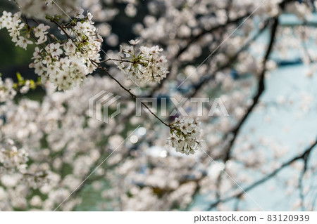 [Yoshino cherry tree in full bloom, Chidorigafuchi] 83120939