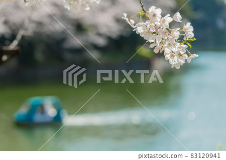 [Full bloom Chidorigafuchi Yoshino cherry tree and boat] 83120941