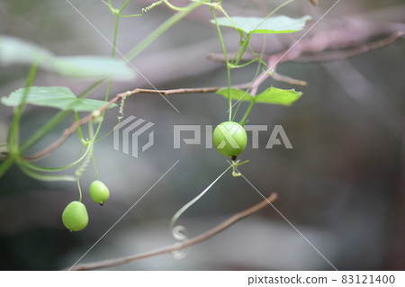 Fruit of Suzumeuri Fruit of Suzumeuri 83121400