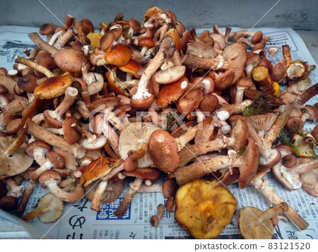 Armillaria Mushrooms and Mixed Mushrooms Collected from Mount Fuji Armillaria Mushrooms and Mixed Mushrooms Collected from Mount Fuji 83121520