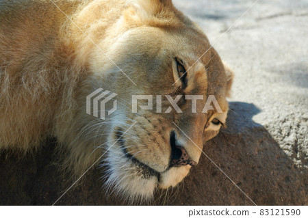 lion 83121590