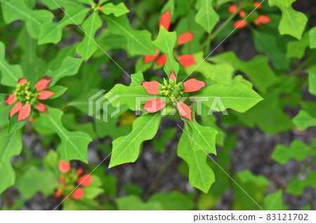 Plants: Fire-on-the-mountain, Euphorbiaceae, Nagatoro Nanakusa-ji Temple, blooms in the precincts of Henshoji Temple 83121702