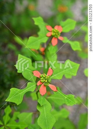 Plants: Fire-on-the-mountain, Euphorbiaceae, Nagatoro Nanakusa-ji Temple, blooms in the precincts of Henshoji Temple Plants: Fire-on-the-mountain, Euphorbiaceae, Nagatoro Nanakusa-ji Temple, blooms in the precincts of Henshoji Temple 83121703