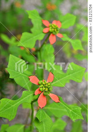 Plants: Fire-on-the-mountain, Euphorbiaceae, Nagatoro Nanakusa-ji Temple, blooms in the precincts of Henshoji Temple 83121704
