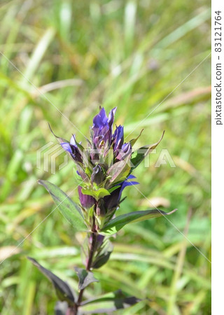 Gentian flowers 83121764