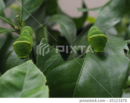 Two green swallowtail larvae looking side by side at the camera 83121878