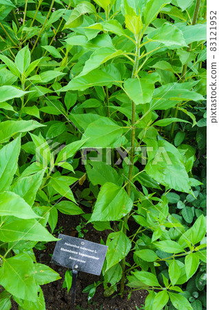 Topinambour (Helianthus tuberosus) in herb garden. Jerusalem artichoke plant. 83121952