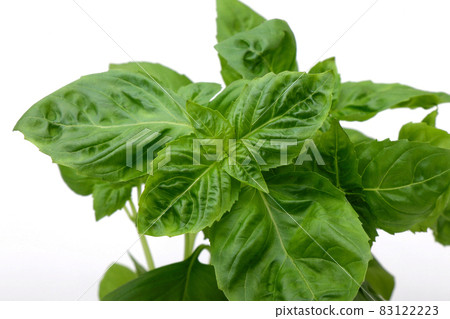 basil   83122223