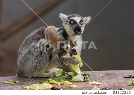 The ring-tailed lemur Lemur catta with baby lemur in Beijing Zoo The ring-tailed lemur Lemur catta with baby lemur in Beijing Zoo 83122256