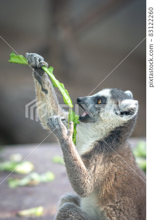 The ring-tailed lemur Lemur catta in Beijing Zoo The ring-tailed lemur Lemur catta in Beijing Zoo 83122260
