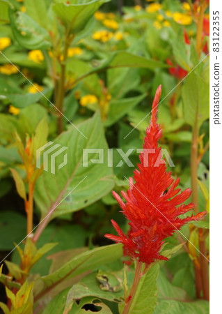 Spring flower bed Spring flower bed 83122355