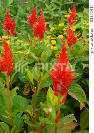 Spring flower bed Spring flower bed 83122413