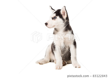 Siberian Husky puppy isolated on a white background 83122843