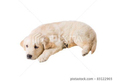 puppy golden retriever on a white background 83122903