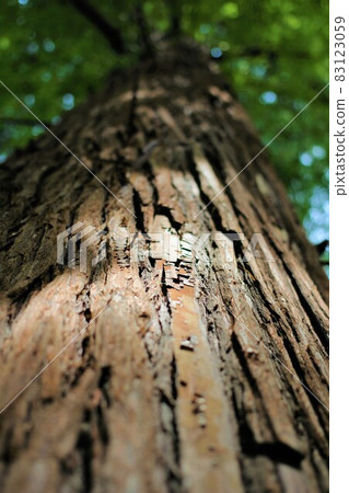 A tree trunk that emerges in the sunlight A tree trunk that emerges in the sunlight 83123059