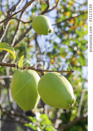 【藥果】卡琳 【藥果】卡琳 83123189