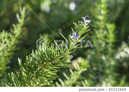 [草藥] 迷迭香 83123409