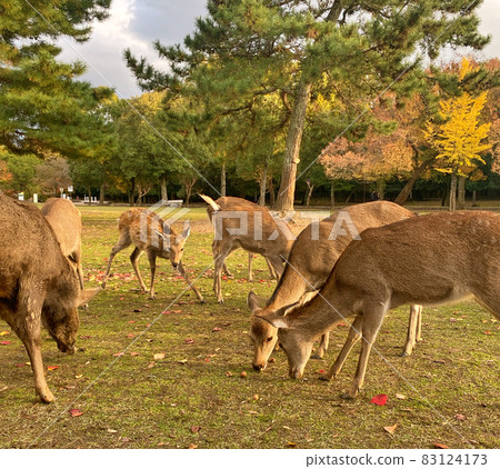 A photo of a lot of deer eating food A photo of a lot of deer eating food 83124173