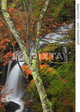 Ryuzu Falls and colorful autumn leaves that get wet in the autumn rain Ryuzu Falls and colorful autumn leaves that get wet in the autumn rain 83124408