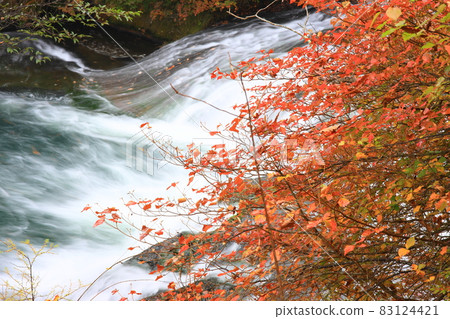Ryuzu Falls and colorful autumn leaves that get wet in the autumn rain Ryuzu Falls and colorful autumn leaves that get wet in the autumn rain 83124421