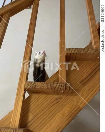 Ferret climbing stairs Ferret climbing stairs 83124665